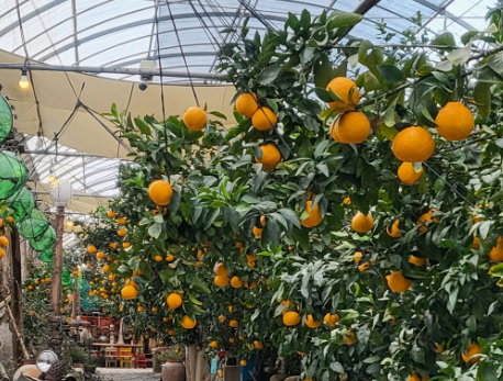 6시내고향 한라봉 제주 서귀포시 쇠소깍산물관광농원