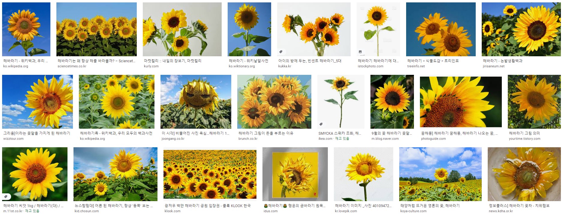 해바라기4