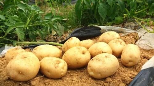 수미감자-첫-수확