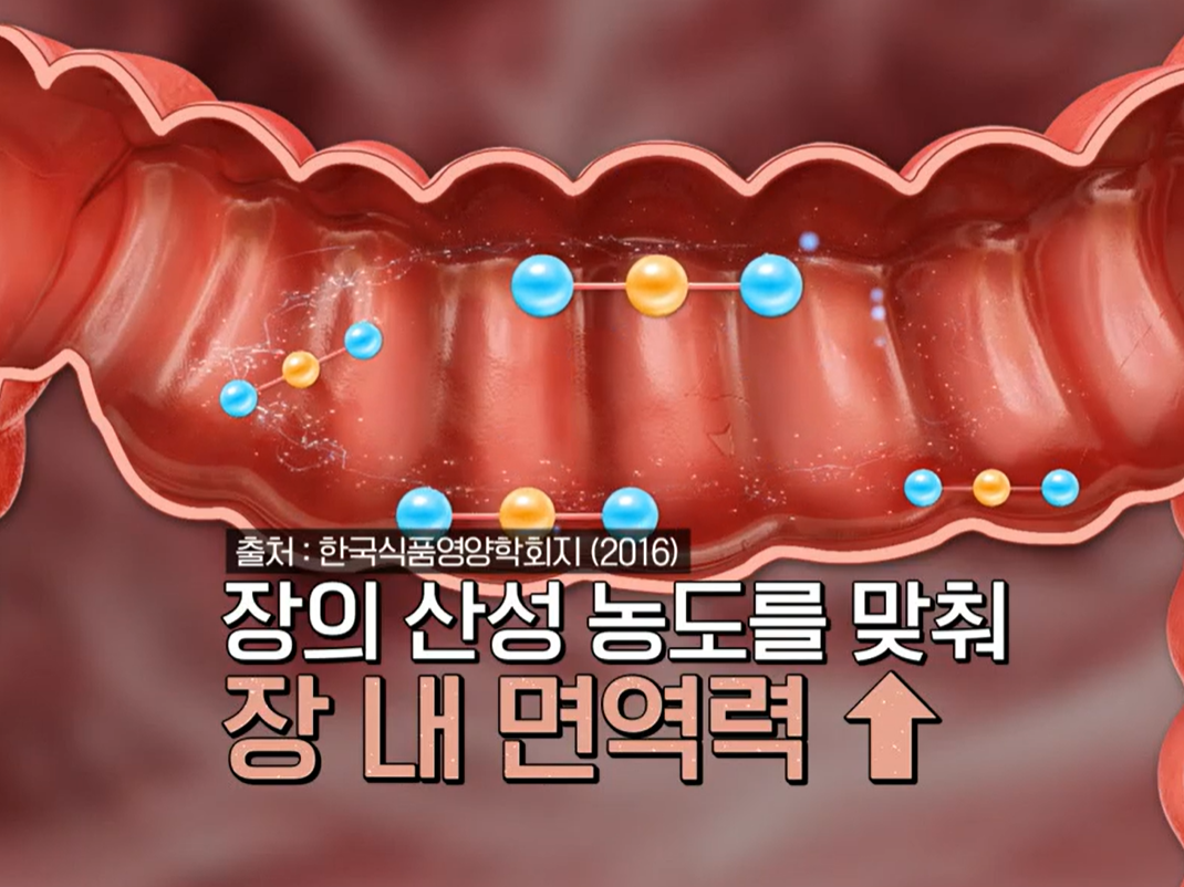낙산균