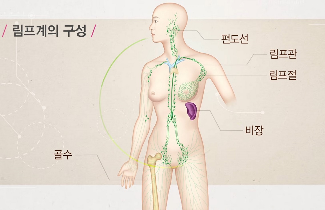 림프계의구성