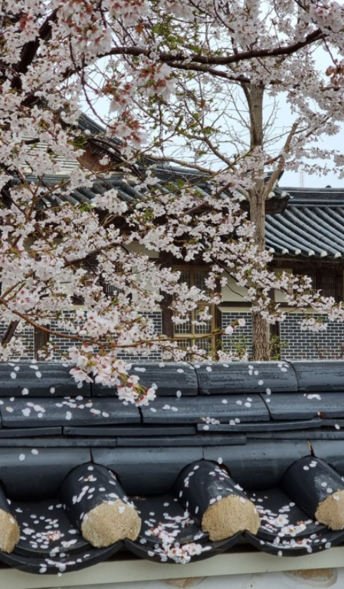 벚꽃 명소 추천