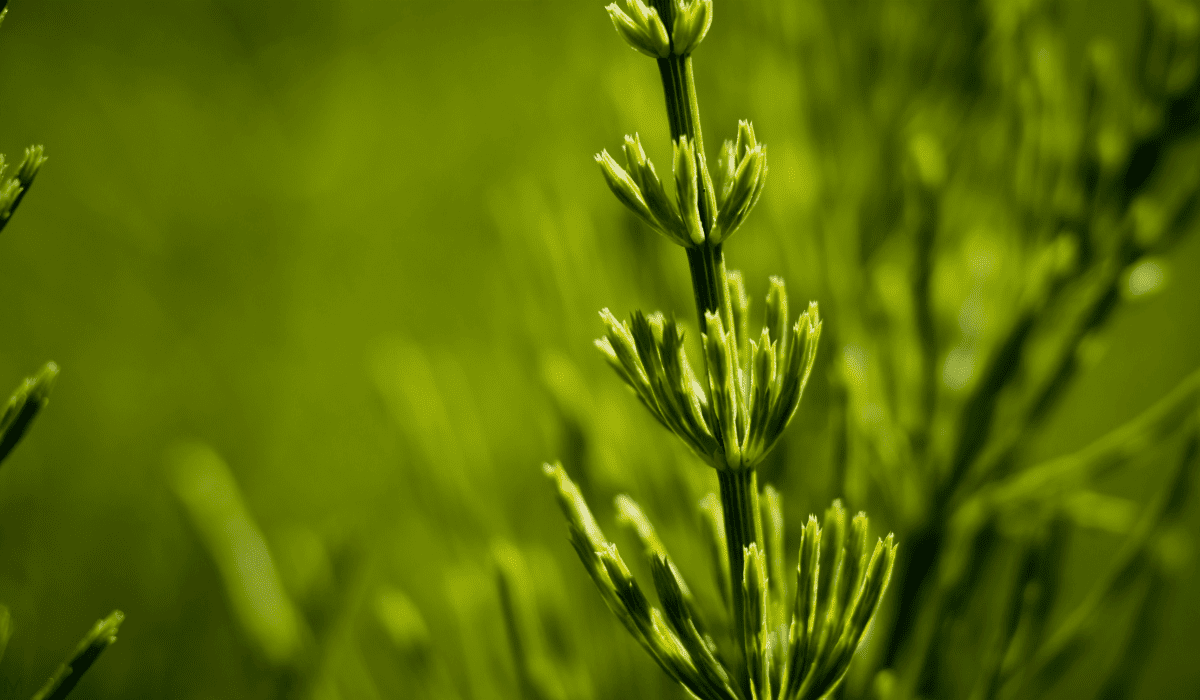 당뇨에_좋은_약초_13