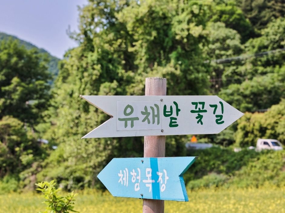 가평 양떼목장 유채꽃 축제