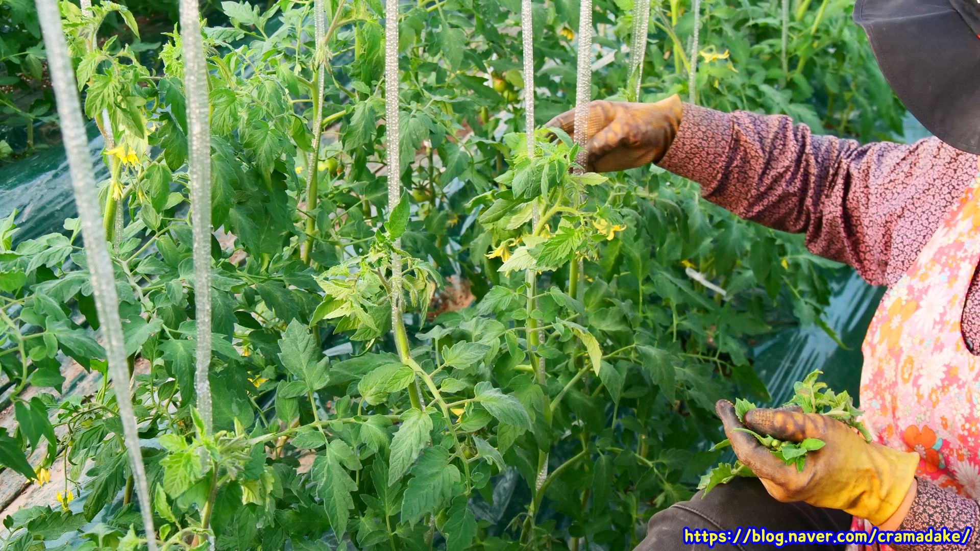 #토마토
#두쫀쿠
#토마토기르기
#토마토농장
#토마토성장
#토마토지지대작업
#토마토줄기작업
#토마토유인작업