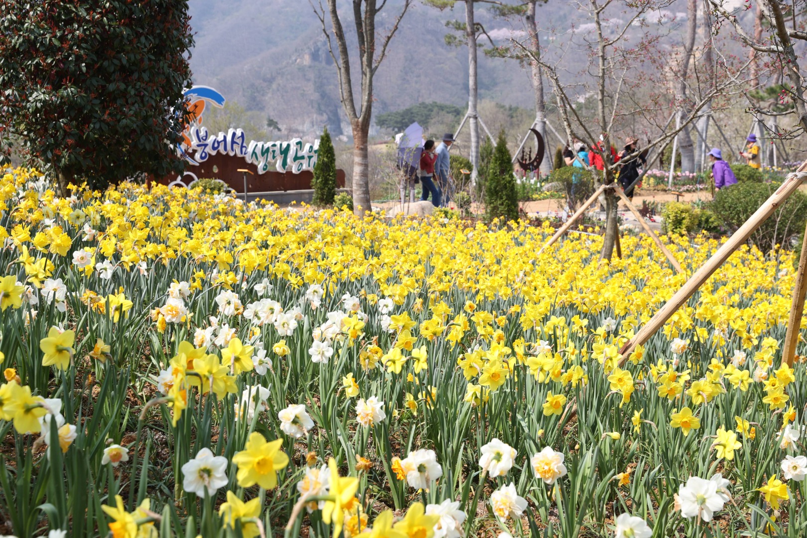 임실 옥정호 벚꽃축제