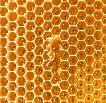 그린 프로폴리스 추천 - 프로폴리스 고르는 법_4