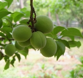 매실 효능과 부작용 고르는법 칼로리