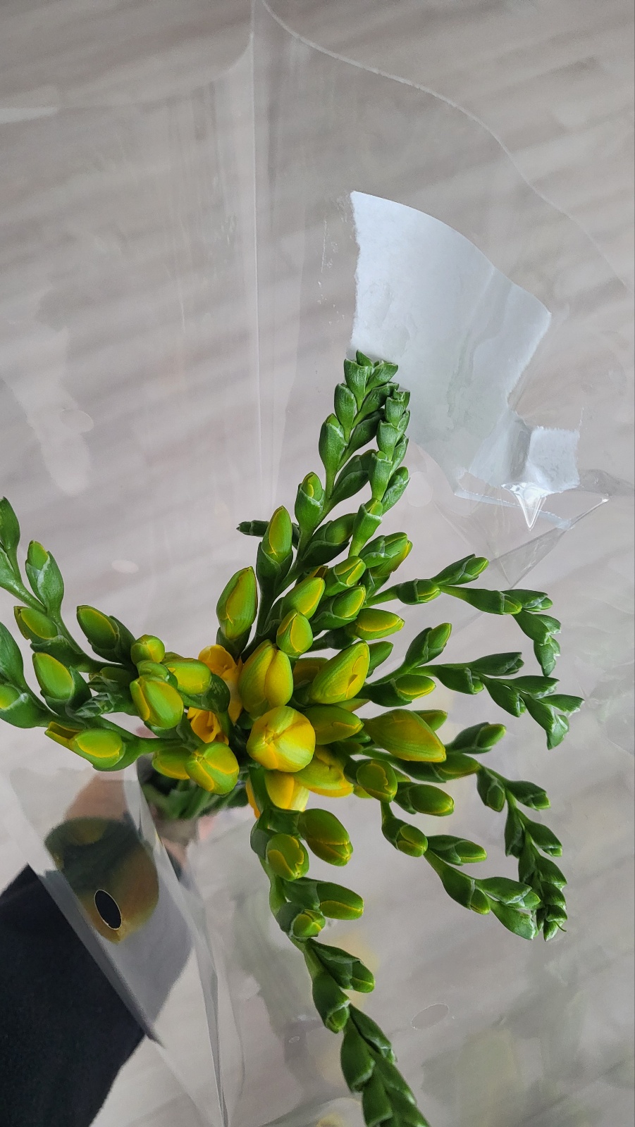 유색카라-꽃-후리지아-한단