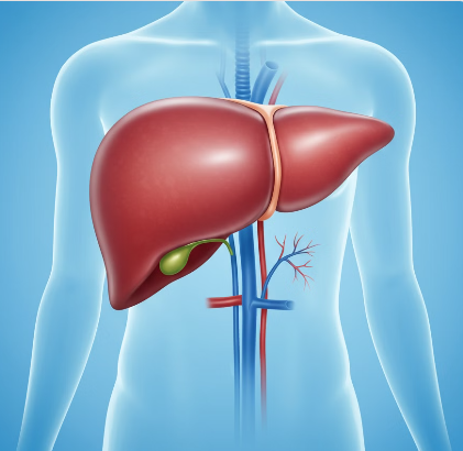 알부민의 주요 효능 일러스트