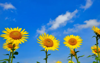 태백 해바라기축제