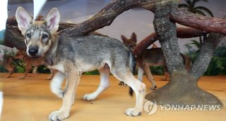 대전 오월드 늑대 늑구 탈출 원인 암컷 드론 생포