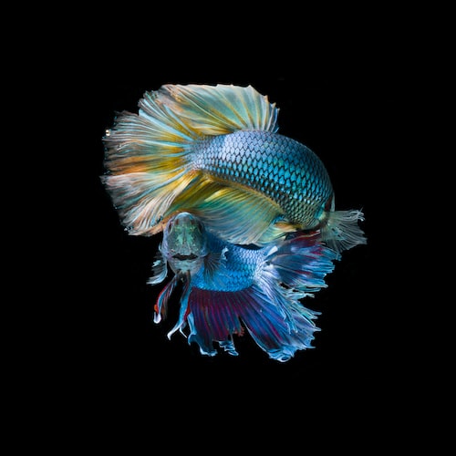 Understanding the Behavior of Pet Fish