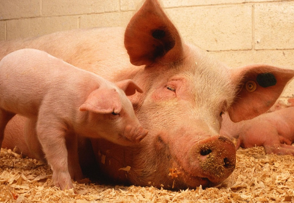 띠별 운세 11월 1일