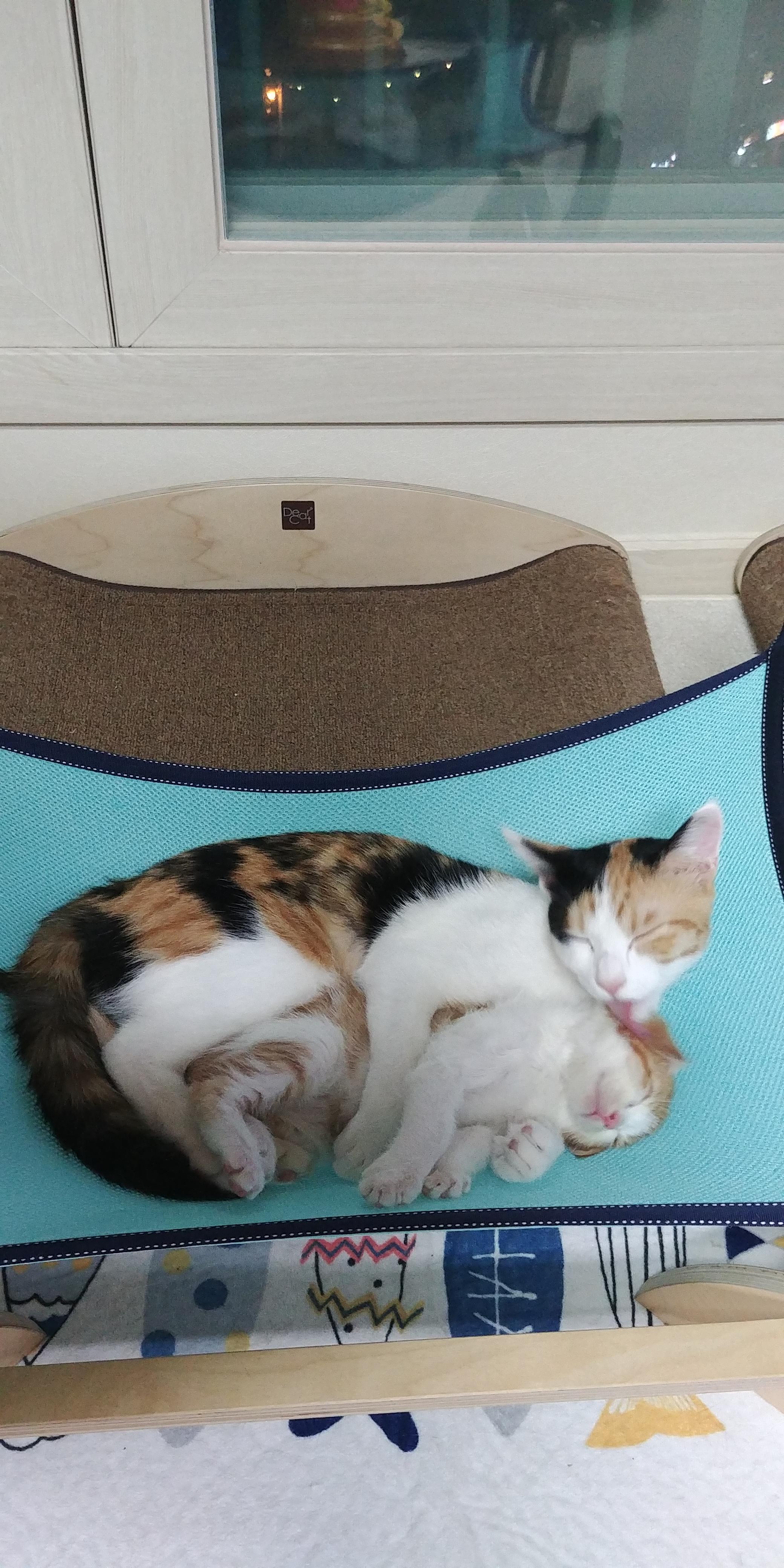 사이좋은 고양이들. 우리집 1호, 2호 공식 커플.