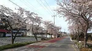 2024년 벚꽃 개화시기 및 벚꽃 명소 BSET 10