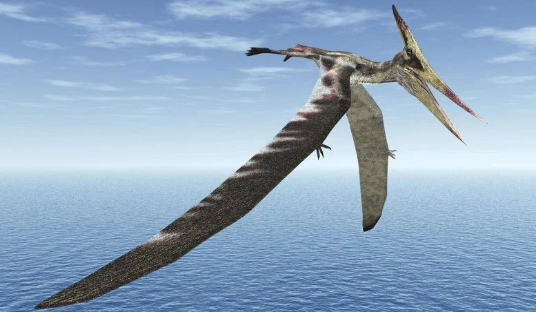 A pterosaur in flight. Credit: UnexpectedDinoLesson, Wikimedia Commons