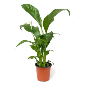 실내 공기정화식물 추천 10가지_11