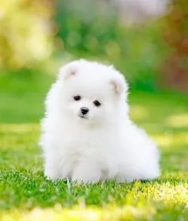 새끼강아지무료분양 멍멍이 가족 맞이 꿀팁_5