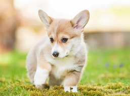 웰시코기 사진/출처:어도비스톡