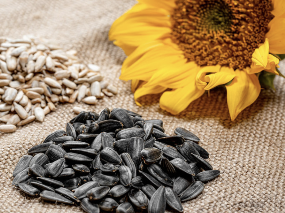 해바라기씨 보관방법