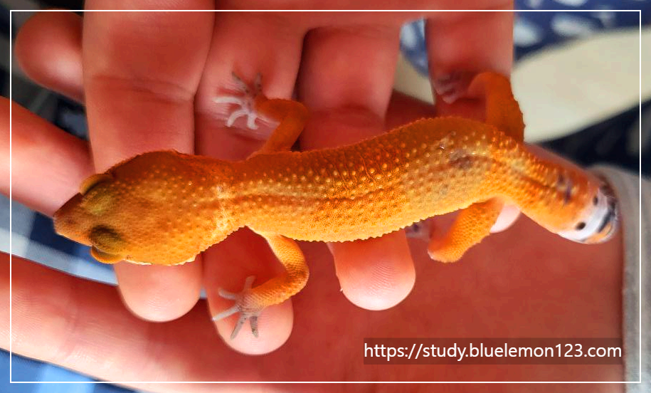 레오파드 게코의 뇌 구조와 학습 능력