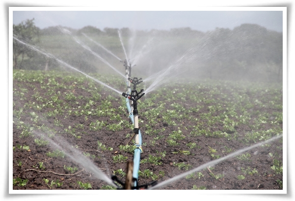 "9월, 땅콩 수확 시작하세요!" 수확 시기/수확/건조/활용법/건강 상 이점