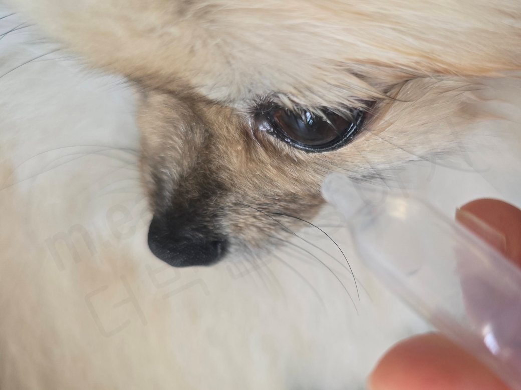인공눈물을 넣는 강아지