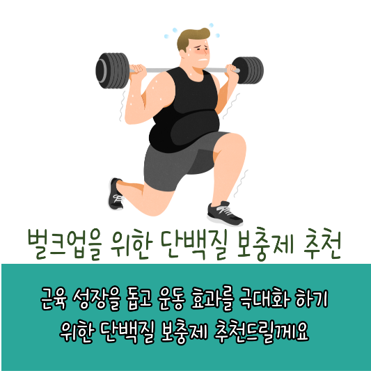 벌크업 단백질 보충제 추천