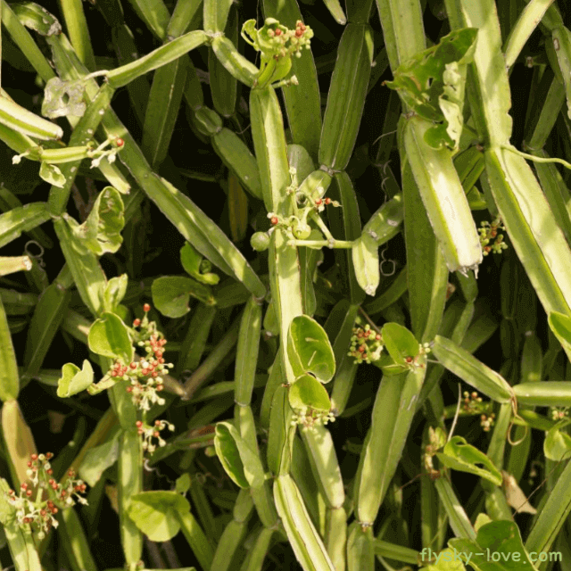 다이어트에 효과적인 시서스