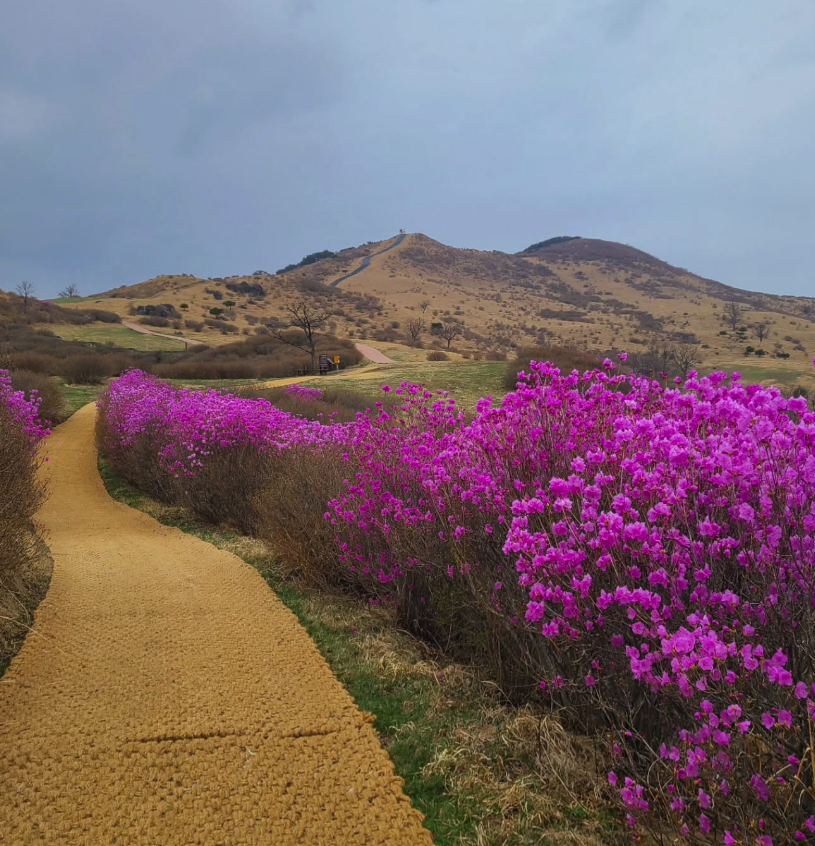 2025년 황매산 철쭉축제&amp;#44; 황매산 철쭉축제 날짜&amp;#44; 황매산 철쭉축제기간