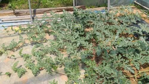 수박-비가림하우스-재배-생장모습