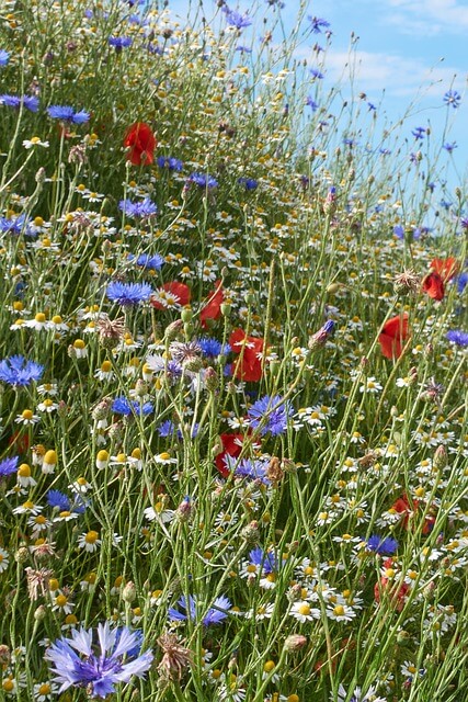 정원 사회학으로 해석한 치유의 정원 몸과 마음, 사회를 잇다