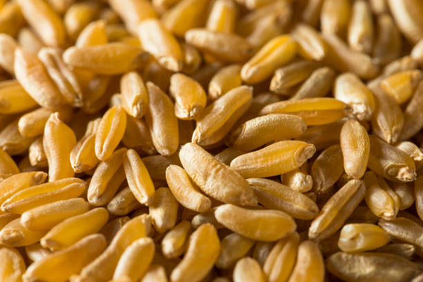 카무트효소 효능2