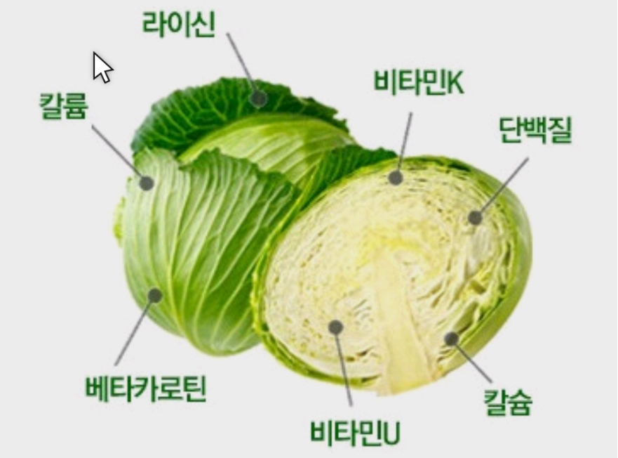 양배추 영양분
