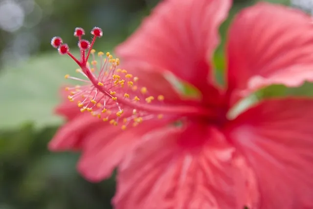 홍화씨 효능 영양성분 홍화씨유 먹는법_5