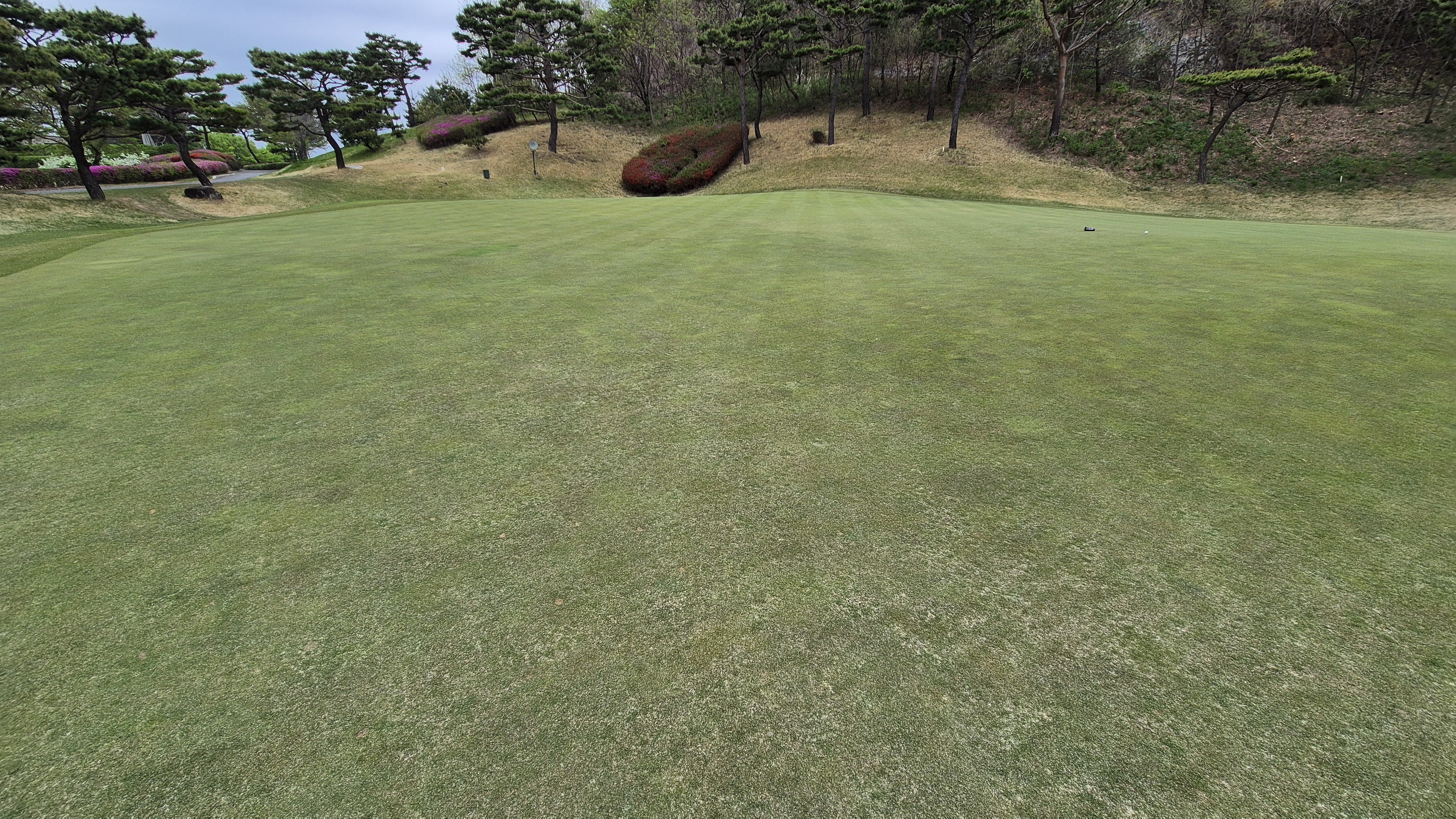 시그너스cc 코튼-라미 코스 그린 빠르기 및 난이도