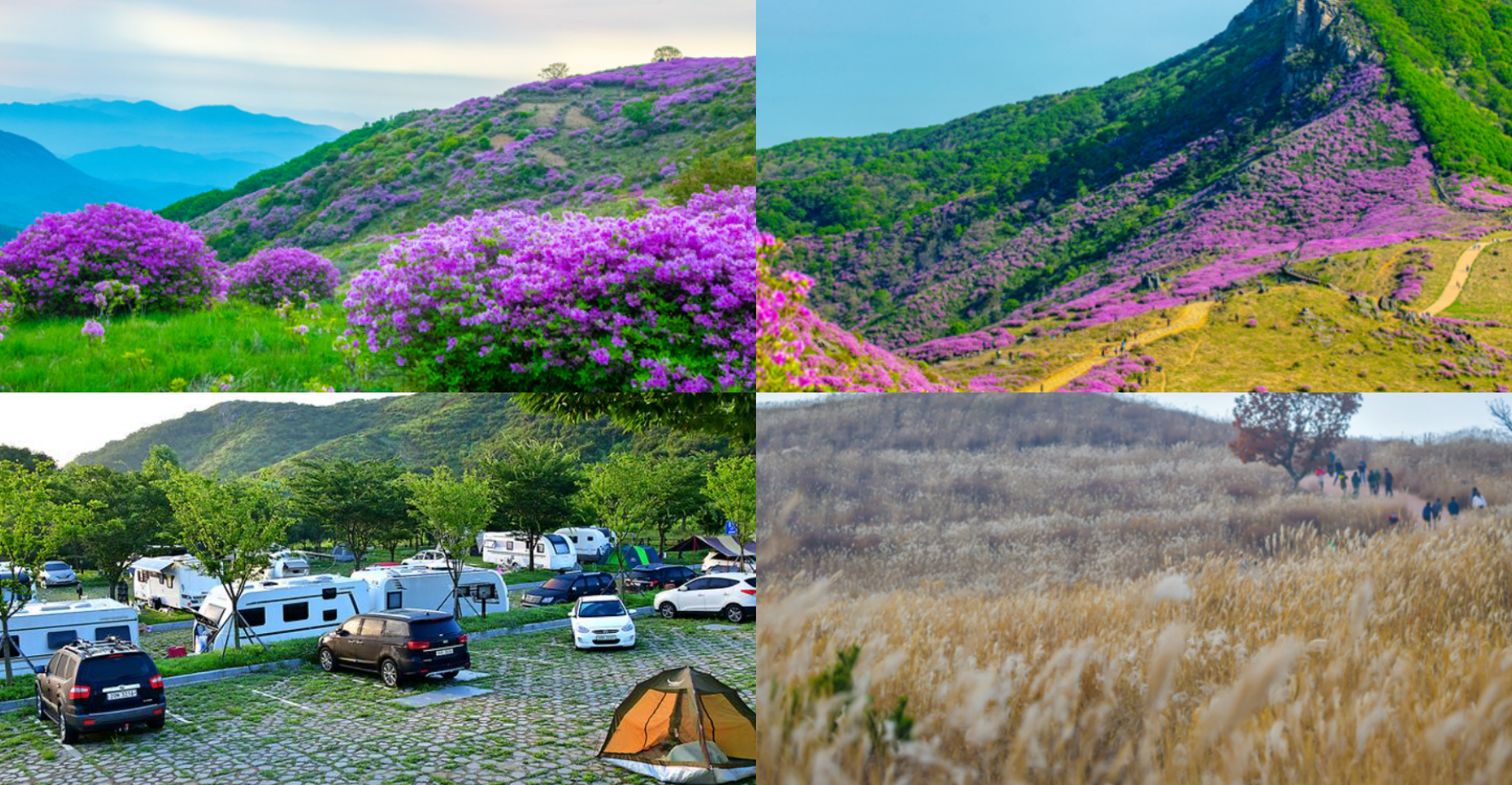 황매산 철쭉 개화시기
