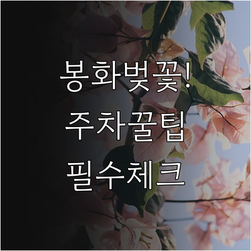 봉화 벚꽃 나들이 주차장 위치 및 자..