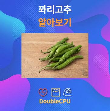 꽈리고추 알아보기