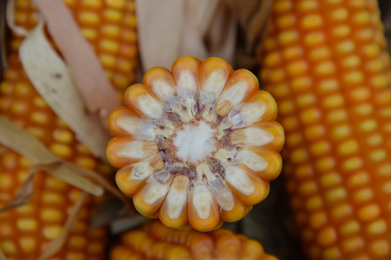 초당옥수수 맛있게 오래 보관하는 법