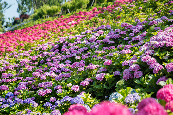 전국 수국 축제 추천, 수국명소 신안 섬 수국축제