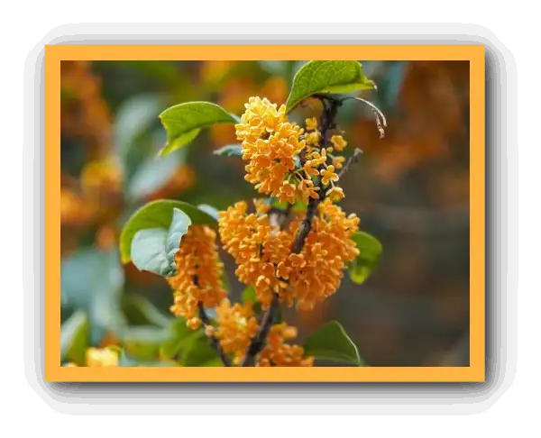 금목서 향기와 꽃말