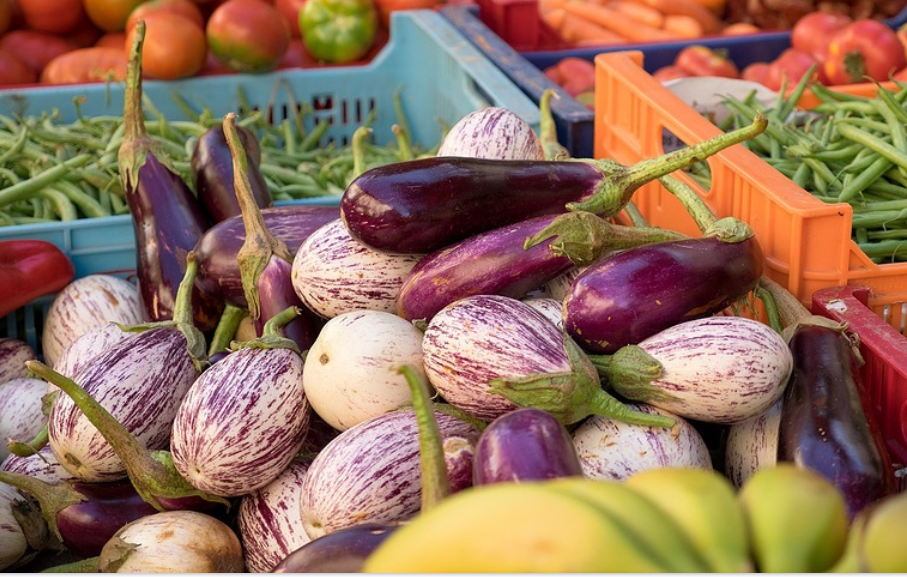 다양한-종류의-가지-사진