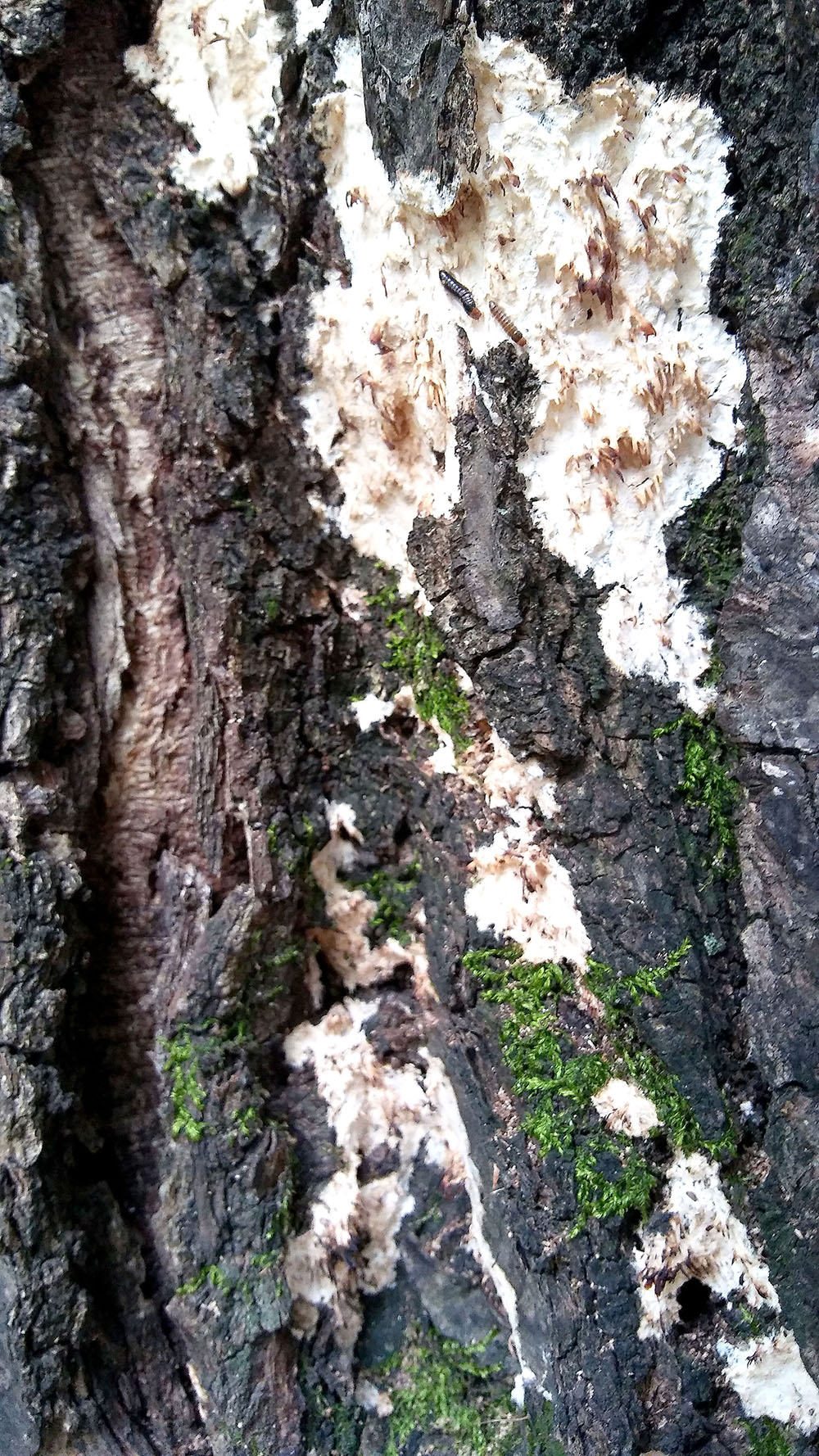 서울둘레길(SeoulDullegil) 4-2코스 대모산&middot;우면산 '버섯'