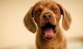 강아지가 하품하는사진