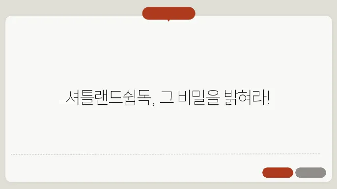 셔틀랜드쉽독