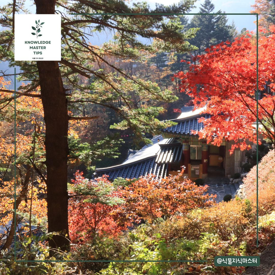 강원도 단풍 명소 - 오대산