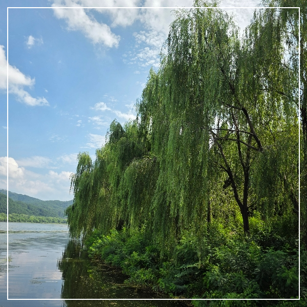 Weeping Willow Trees at the side of the lake