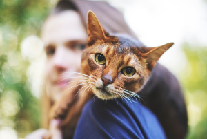 여자의 어깨에 얼굴을 얹는 고양이